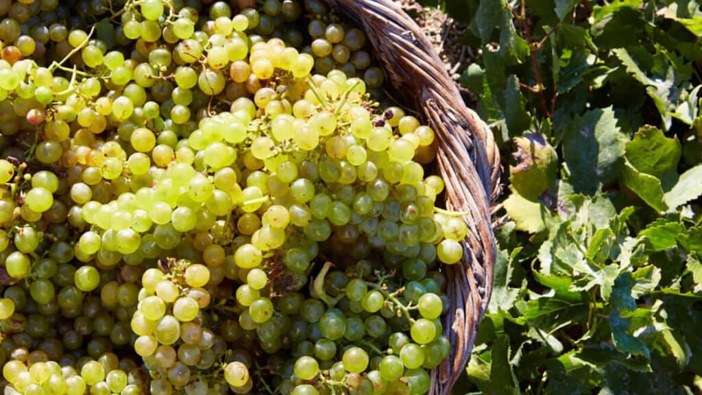 A bunch of grapes in a wicker basket at a Santorini hotel.