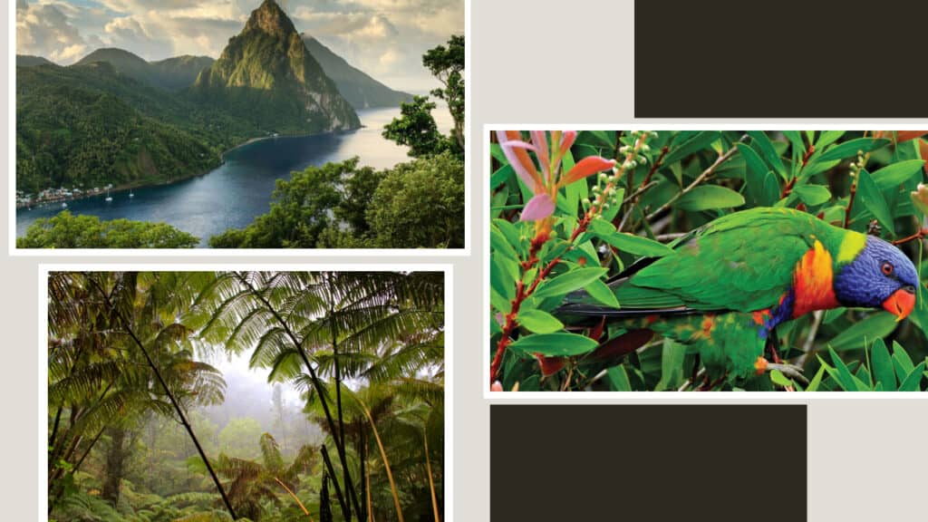 A collage of pictures showcasing a colorful bird and a stunning lake in St. Lucia.