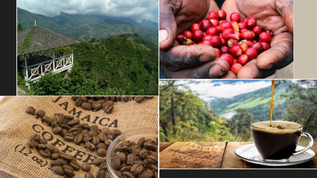 A collage showcasing a scenic view of a hillside cabin, hands holding red coffee cherries, Jamaican coffee beans on a burlap sack, and coffee being poured into a cup with a breathtaking mountain view background evokes the serene ambiance you might find at top Jamaica hotels.