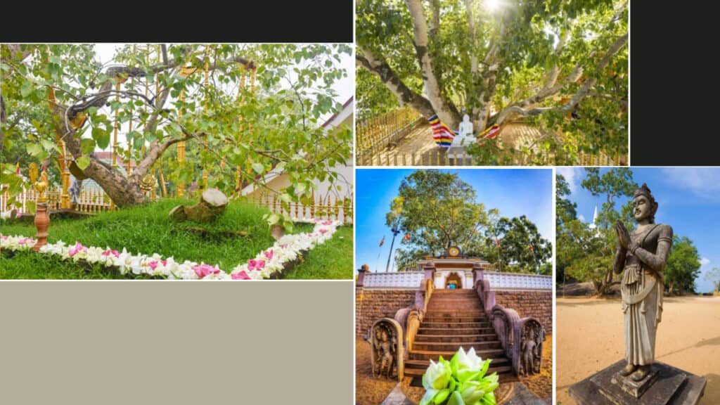Collage of images featuring a historic tree, vibrant stairs with sculptures, an ancient statue, and a shaded area under large branches. Each scene captures cultural and natural significance, reminiscent of the serene surroundings often found near Sri Lanka hotels.